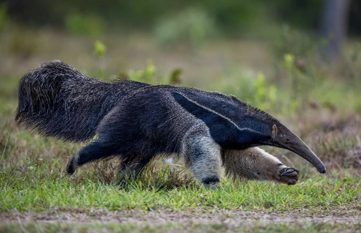 Amazonian wildlife